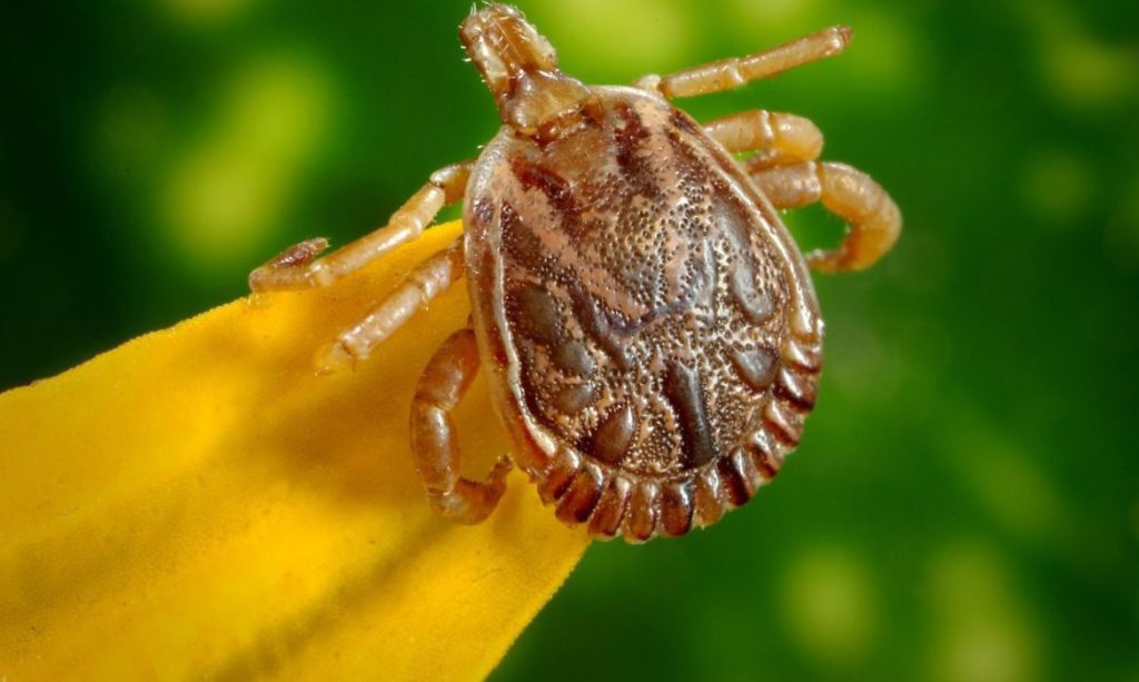 Saiba como evitar contato com o carrapato que causa a febre maculosa 20 carrapato2 0