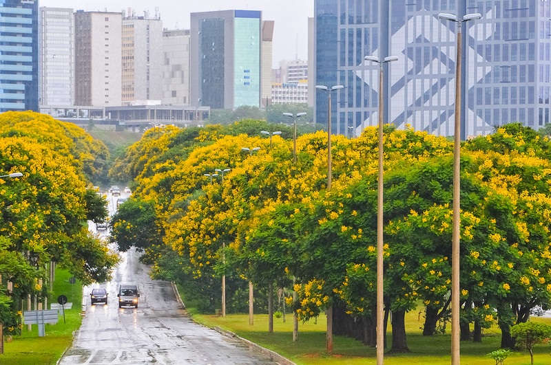 O cambuí costuma florir em janeiro, mas no final de dezembro passado já estava no auge da floração | Foto: Arquivo/Agência Brasília