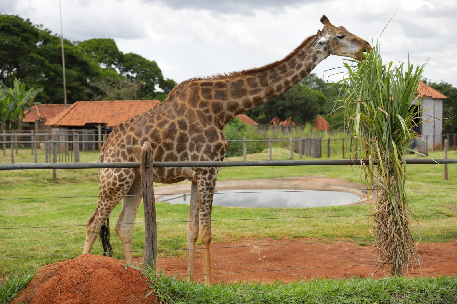 Uma das atividades do projeto será levar flores para a girafa | Foto: Geovana Albuquerque/Agência Brasília