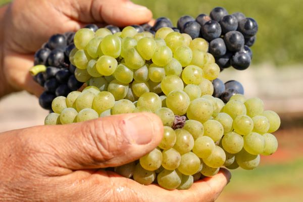 Feira Nacional da Uva e do Vinho começa nesta sexta-feira (2) em Planaltina