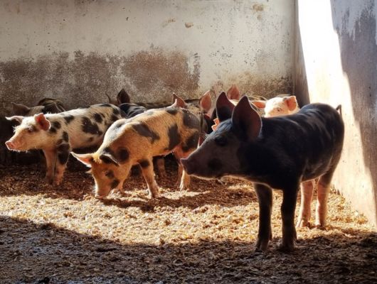 Lotes de suínos serão leiloados no dia 4 de dezembro