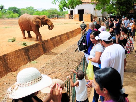 Zoológico de Brasília com entrada gratuita para mulheres no sábado (8/03)