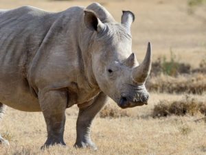 Festivais e visitas guiadas no Zoológico, marcam a agenda cultural do fim de semana em Brasília 1 Design sem nome 7
