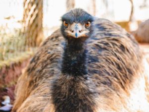 Zoológico de Brasília confirma novo caso de gripe aviária 1 Design sem nome 27