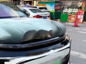 China: um Li Auto L9 Carro Aquário Gera Polêmica