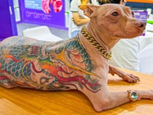 Cão Tatuado em Feira de Animais Gera Indignação na China