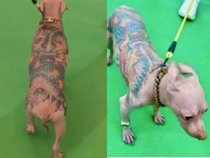 Cão Tatuado em Feira de Animais Gera Indignação na China 1 Design sem nome 45