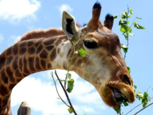 Zoológico de Brasília Entra em Elite Global da Conservação