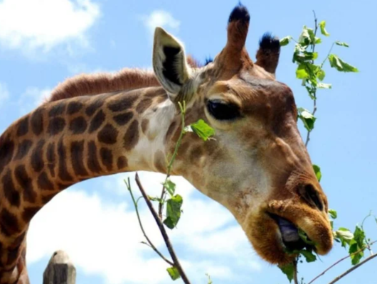 Zoológico de Brasília Entra em Elite Global da Conservação