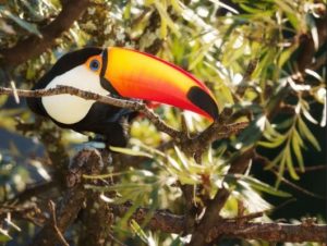 Fotógrafa brasiliense lança livro com registros poéticos de aves do Distrito Federal