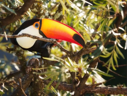 Fotógrafa brasiliense lança livro com registros poéticos de aves do Distrito Federal