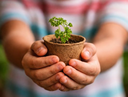 Oficinas Brincar de Plantar no Boulevard Shopping Brasília segue até 31 de janeiro