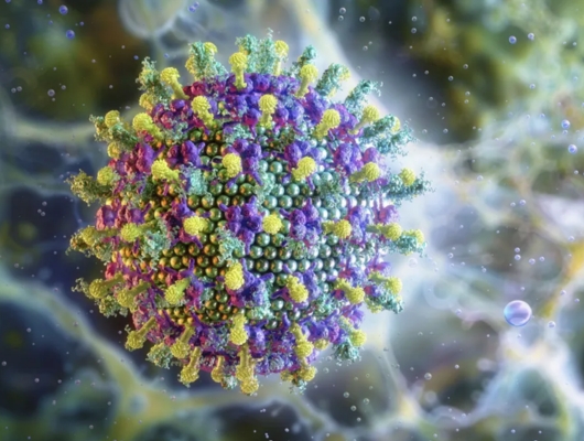 Vírus Nipah 5 Sinais, Transmissão e Medidas