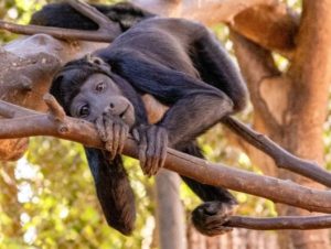 Jardim Zoológico de Brasília: lança exposição imersiva e sensorial 
