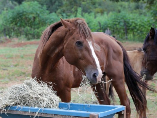 Apreensões de animais de grande porte triplicam para adoçao no DF em 2026