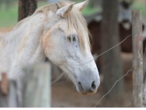 Apreensões de animais de grande porte triplicam para adoção no DF em 2026 5 Design sem nome 35