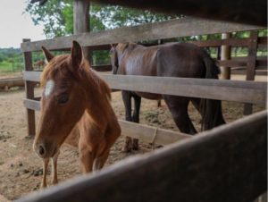 Apreensões de animais de grande porte triplicam para adoção no DF em 2026 2 Design sem nome 39