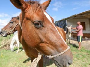 Apreensões de animais de grande porte triplicam para adoção no DF em 2026 1 Design sem nome 40