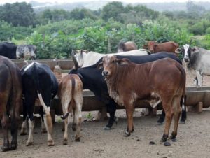 Apreensões de animais de grande porte triplicam para adoção no DF em 2026 3 Design sem nome 42