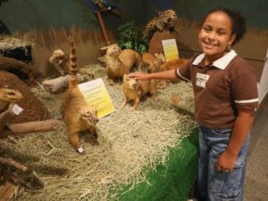 Museu de Ciências Naturais do Zoológico de Brasília é reaberto com quase 200 peças no acervo 3 Design sem nome 42