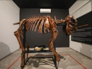 Museu de Ciências Naturais do Zoológico de Brasília é reaberto com quase 200 peças no acervo 2 Design sem nome 44