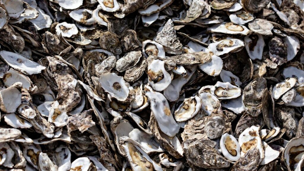Imagem ilustrativa de conchas de moluscos bivalves; não representa amostras do estudo.
